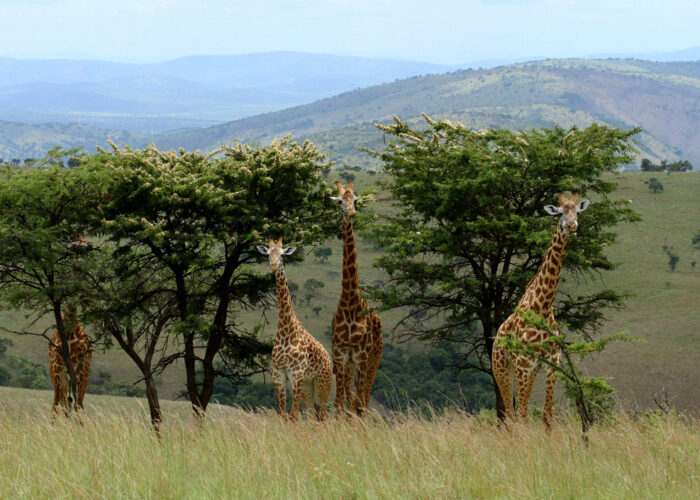 1-day-akagera-national-park-wildlife-safari