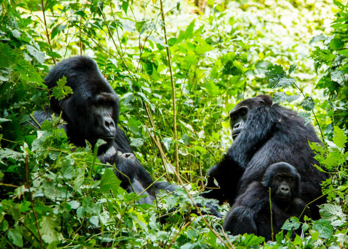1-day-rwanda-gorilla-trekking-safari