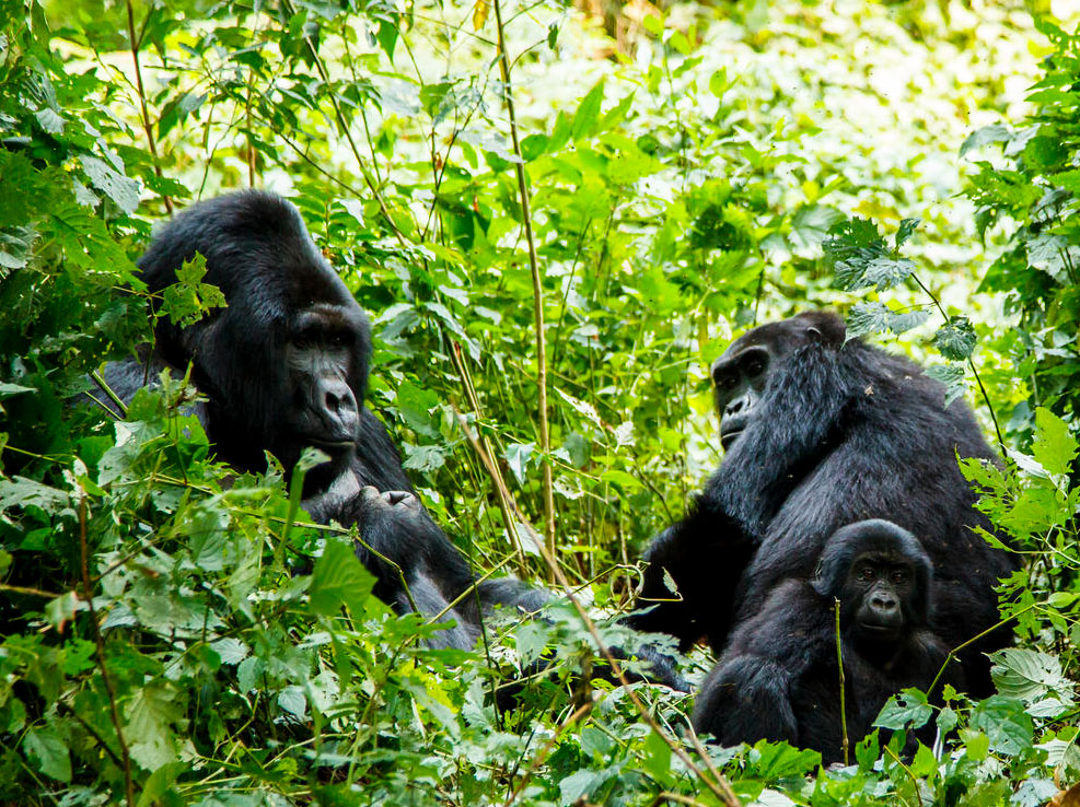 1-day-rwanda-gorilla-trekking-safari
