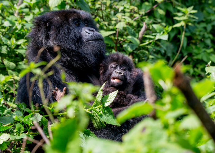 10-days-rwanda-gorilla-wildlife-expeditions-safari