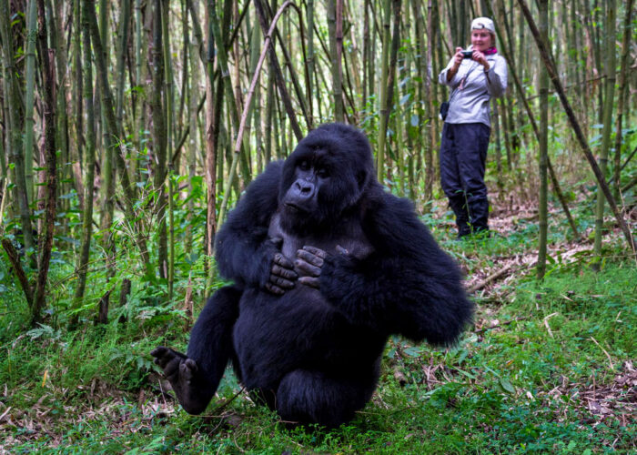 2-days-rwanda-gorilla-trekking-safari