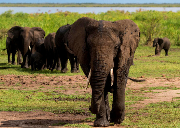 3-days-rwanda-akagera-national-park-wildlife-safari