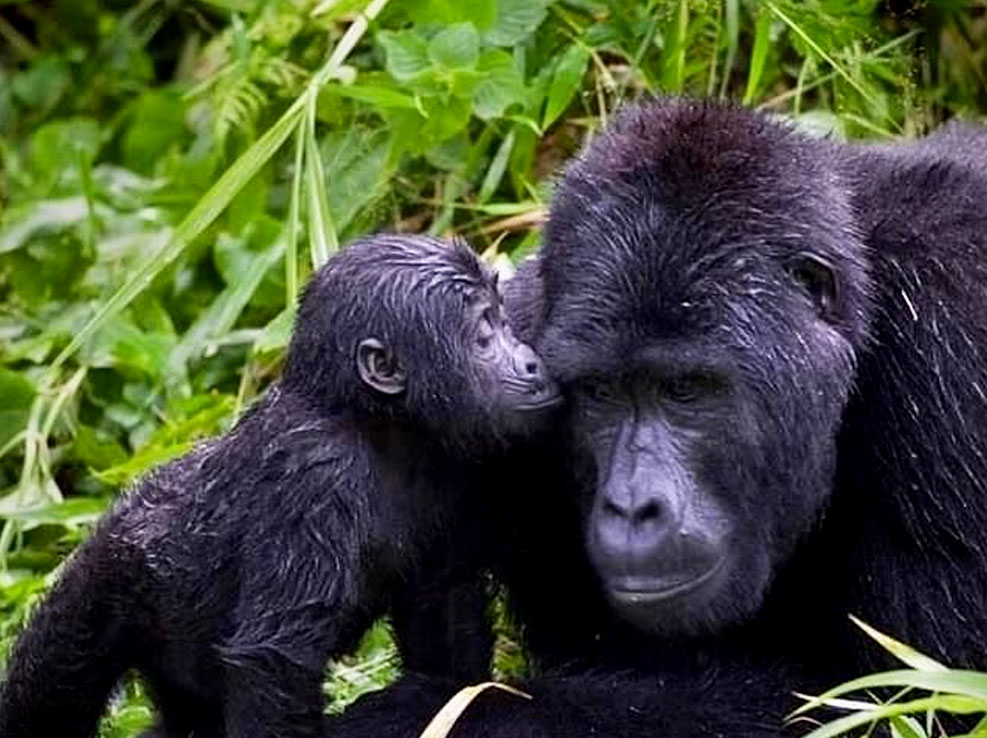 3-days-uganda-gorilla-habituation-safari