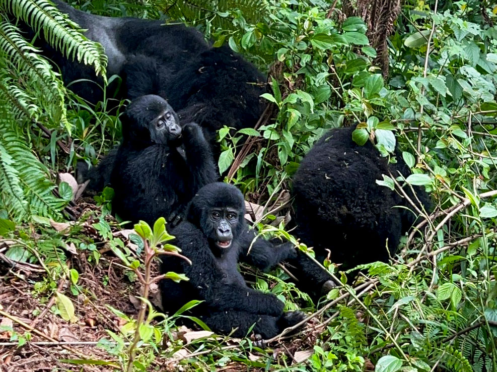 3-days-uganda-gorilla-trek-from-kigali