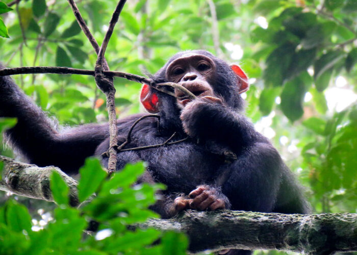 4-days-kibale-chimpanzee-and-birding-expedition