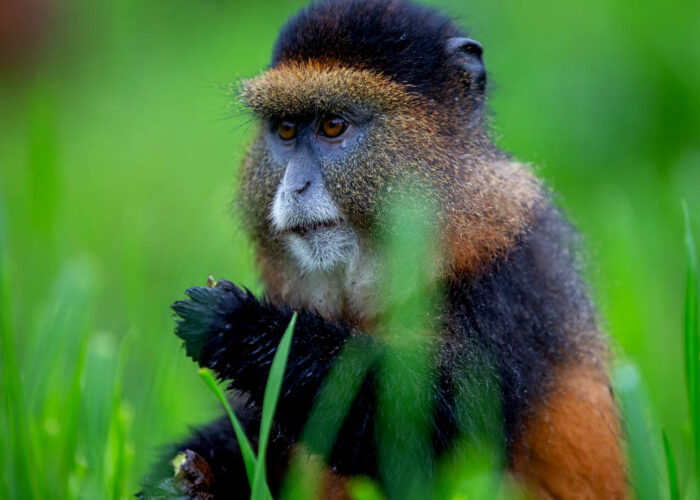 4-days-rwanda-gorilla-and-golden-monkey-trek-safari