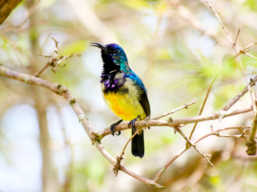 birding-in-uganda