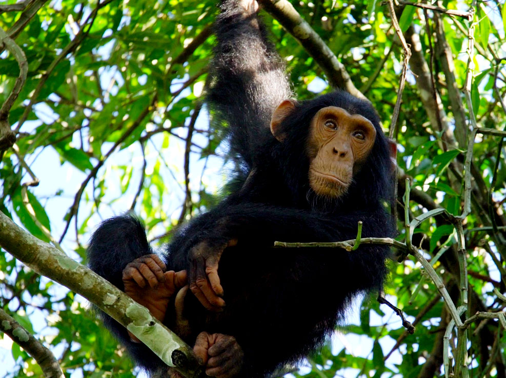 chimpanzees-in-uganda