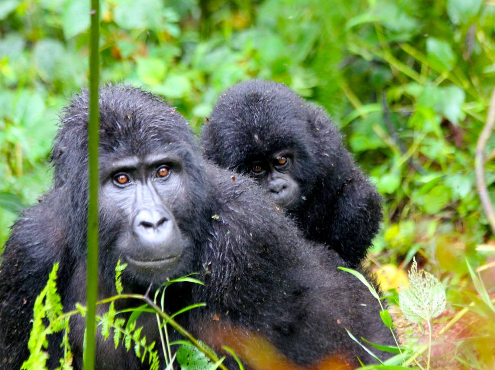cost-of-gorilla-trekking-in-uganda