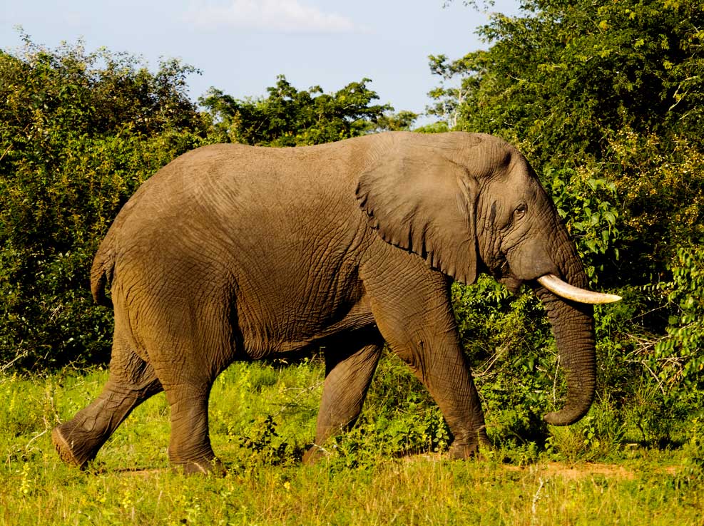 elephants-in-akagera-national-park