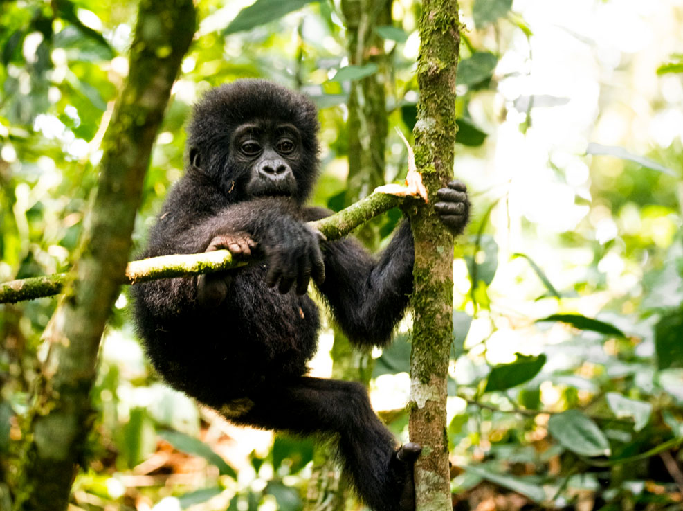 Rules and Regulations for Gorilla Trekking