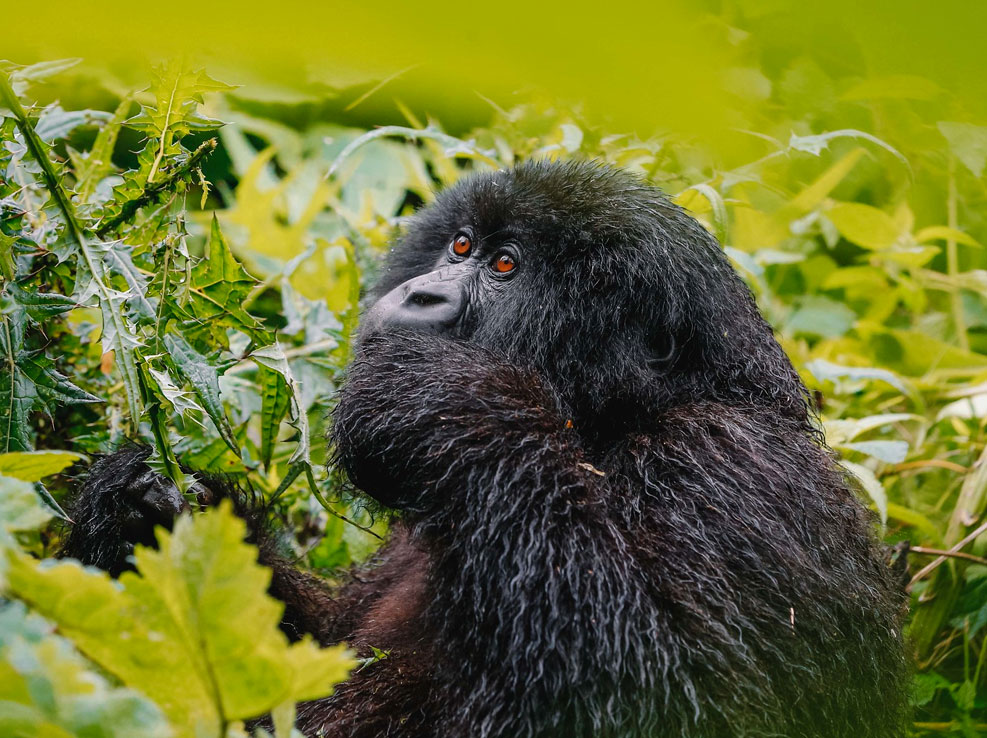 gorillas-in-volcanoes-national-park