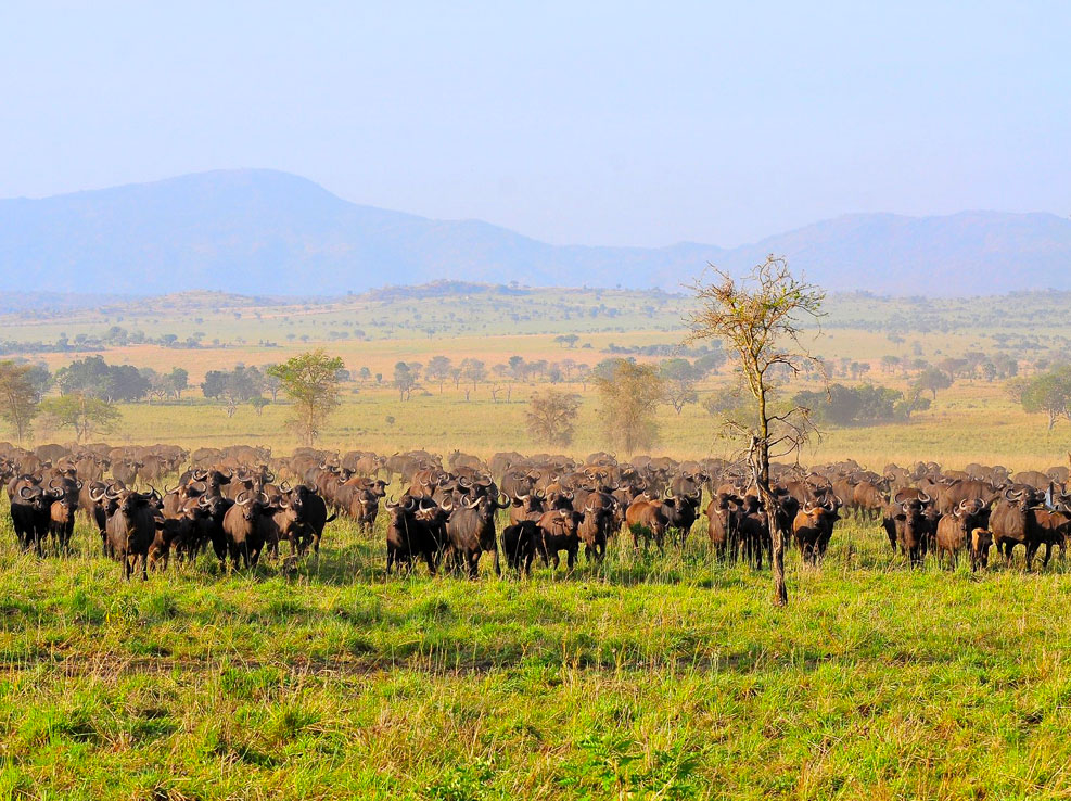 kidepo-valley-national-park