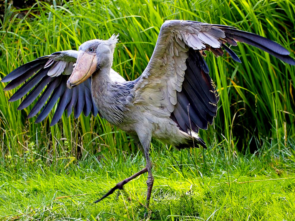 top-10-bird-species-in-uganda