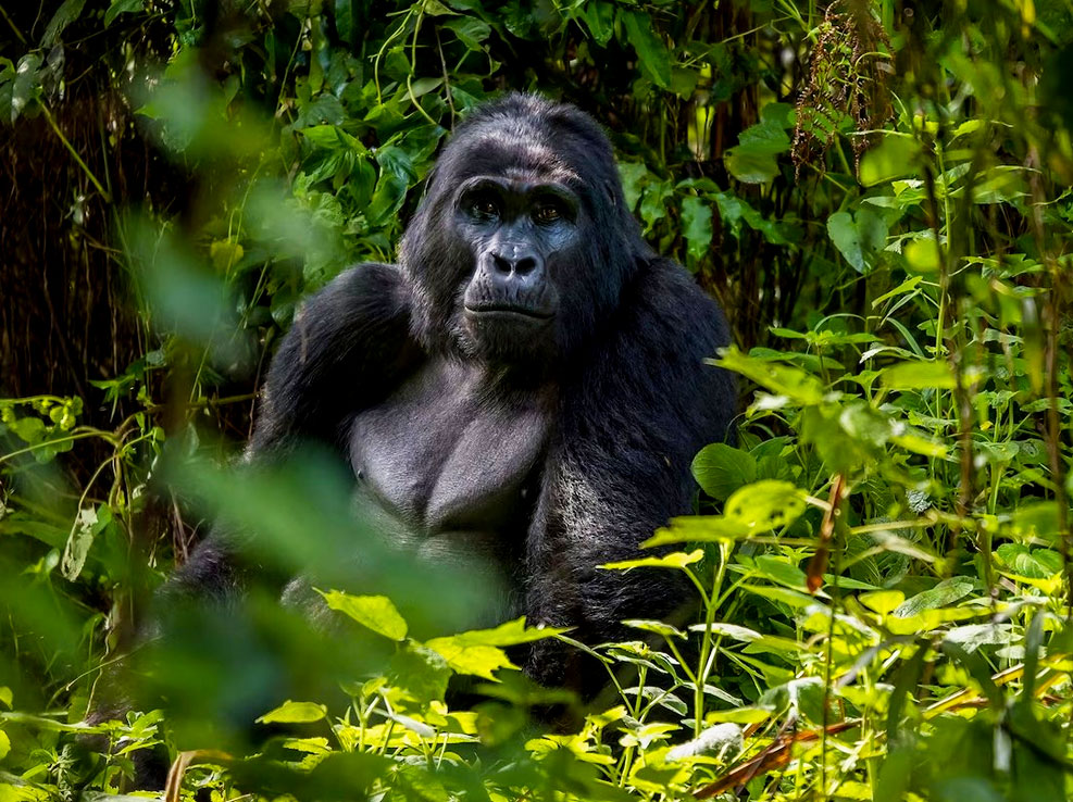 embark-on-an-extraordinary-journey-into-ugandas-primate-world