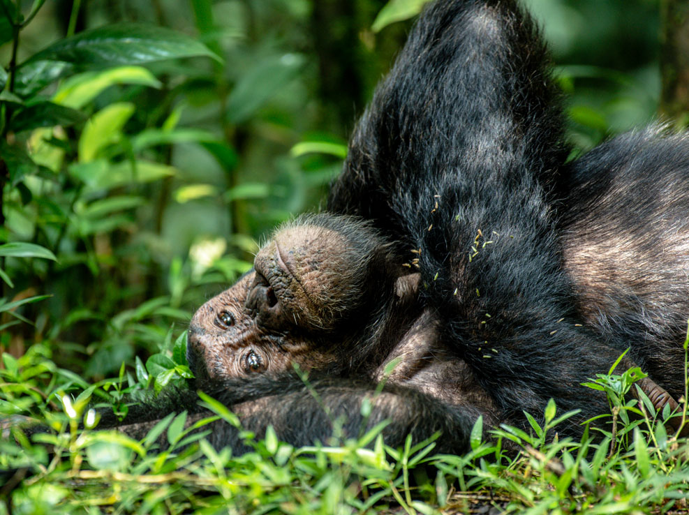 chimpanzee-trekking-in-kibale-forest-national-park
