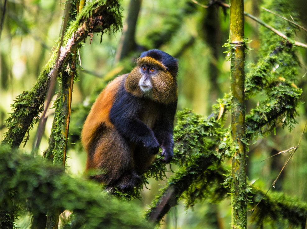 golden-monkey-trekking-in-mgahinga-gorilla-national-park